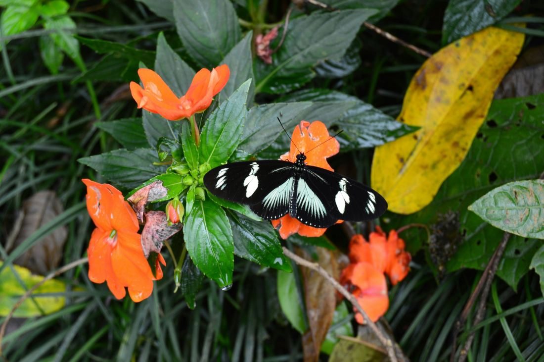 Black and white butterfly resting on orange rainforest flowers